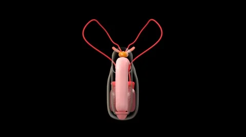 Male reproductive system Stock Footage