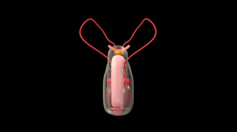 Male reproductive system Stock Footage