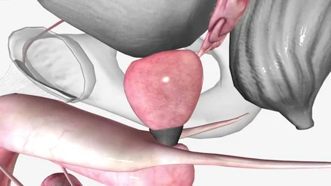 Male Reproductive System, Prostate Stock Footage 244667591