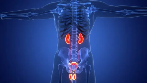 Male Reproductive System with Urinary System Anatomy Animation Concept 스톡 동영상 307416469