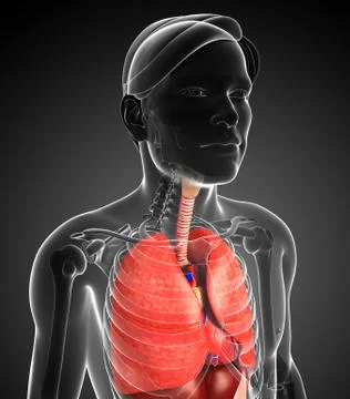 Male respiratory system Stock Illustration