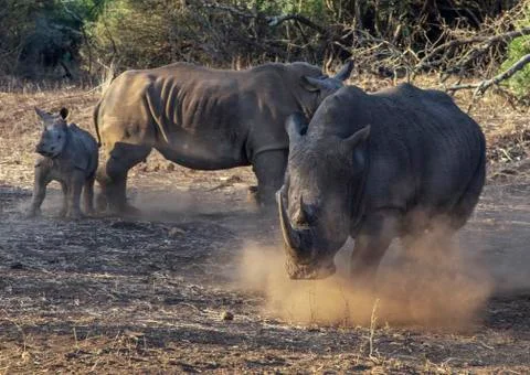 Male Rhino Runs From Mother Stock Photos