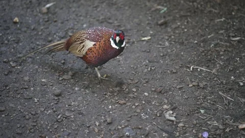 Male Ring Necked Pheasant bird walk, movein farm cage, slow motion Stock Footage 330047328
