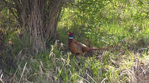 Male Ring-necked pheasant crows, flaps wings in courtship display Stock Footage 335401338