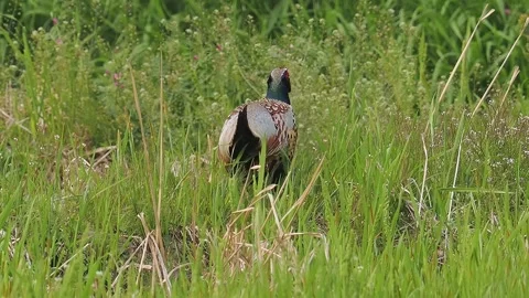 Male Ring-necked Pheasant Walking Through Tall Green Grass. Video stock 328898239