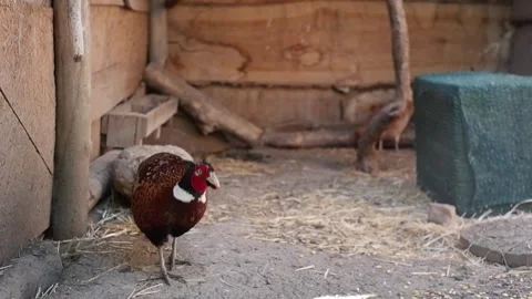 Male ring-necked pheasant walking in a coop Vídeos de archivo 337032856