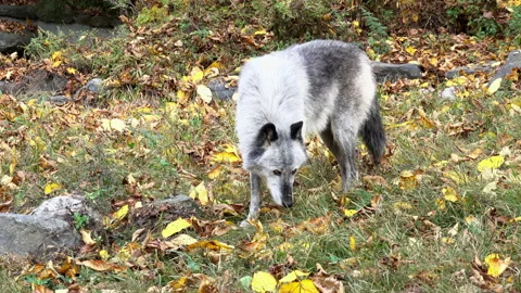 A male Rocky Mountain Gray Wolf walks and sniffs the ground, searching for Stock Footage 142190010