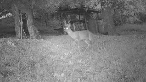 Male roe deer 動画素材 241438005