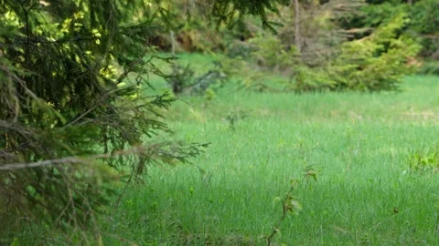 Male roe deer Stock Footage 279916254