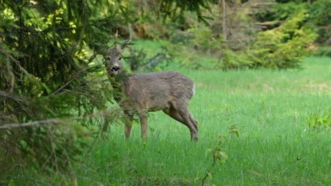 Male roe deer Stock Footage 279916286