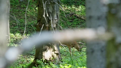 Male roe deer Stock Footage 279916624