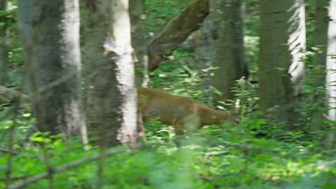 Male roe deer Stock Footage 279916682