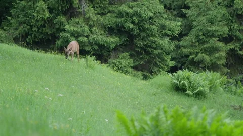 Male roe deer Stock Footage 279916697