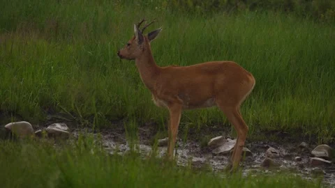 Male roe eats among the grass under the rain Stock Footage 260894082