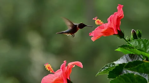 Male Ruby-throated Hummingbird accessing Hibiscus flower to feed Stock Footage 313527205
