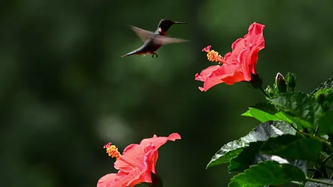 Male Ruby-throated Hummingbird defends his access to Hibiscus flowers Stock Footage 313526323