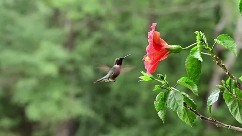 Male Ruby-throated Hummingbird flying next to red Hibiscus flower Stock Footage 315660225