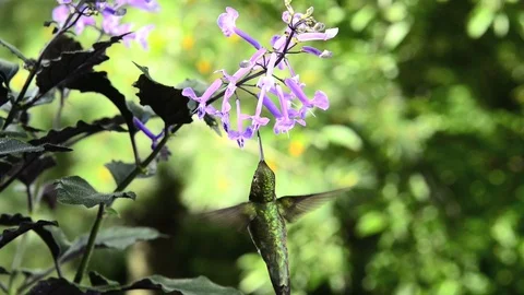 Male Ruby-Throated Hummingbird Stock Footage 102867957