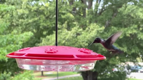 Male ruby-throated hummingbird hovering by a feeder Video stock 247932616