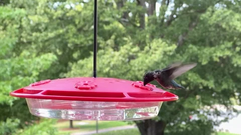 Male ruby-throated hummingbird hovering by a feeder Video stock 247932658