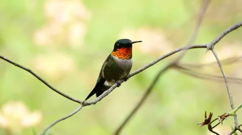 Male Ruby-throated hummingbird perched on tree limb grooms himself. Vídeo Stock 48981879