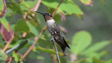 Male Ruby-throated Hummingbird Slow Motion Autumn Migration Stock Footage 318450643