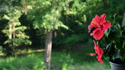 Male ruby-throated hummingbird visiting hibiscus flowers, slow motion Stock Footage 311990661