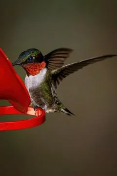 Male Ruby Throated Stock Photos