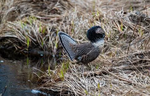 Male Ruffed Grouse Stock Photos