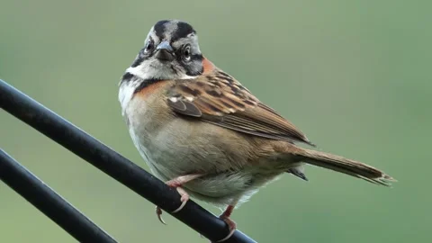 Male Rufous collared Sparrow Perched on Wire Swaying in Strong Wind Close Vídeo Stock 338304527