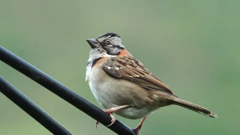 Male Rufous collared Sparrow Perched on Wire Swaying in Strong Wind Close Stock-Footage 338304549