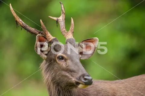 Male Sambar deer Stock Photos