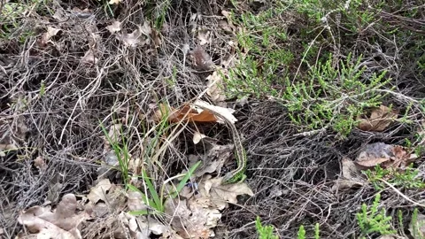 Male sand lizard during mating season 動画素材 282647628