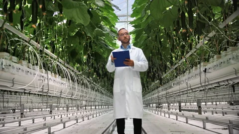 Male scientist botanical worker analyzing fertilize cucumber seedling check Stock Footage 210235656