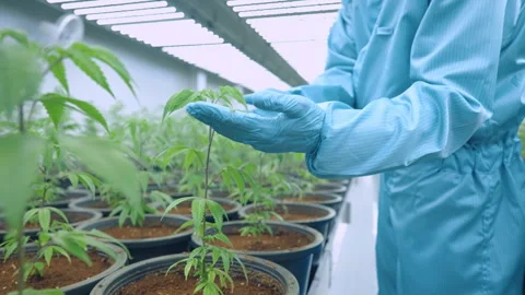 Male scientists hands in laboratory uniform checks on seedling planted in pots. Stock Footage 301692060