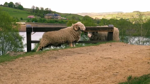 Male sheep rams scratching on post Stock Footage 314834683