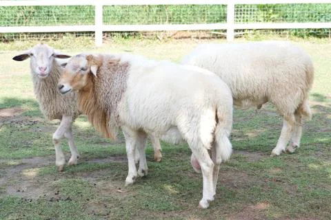 Male sheeps Stock Photos