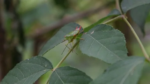 Male shield bug crawling Stock Footage 83186378