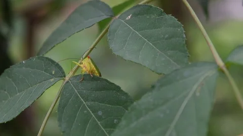 Male shield bug crawling Video stock 83186389