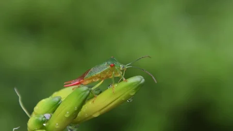 Male shield bug drying body Stock Footage 83164669