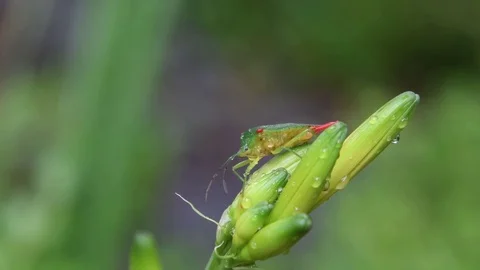 Male shield bug drying Stock Footage 83473746