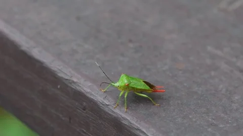 Male shield bug sitting Stock Footage 83186369