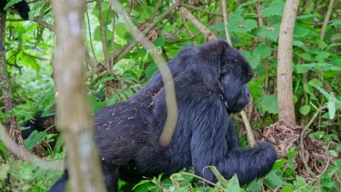 Male silver-back gorilla Stock Footage 159232096