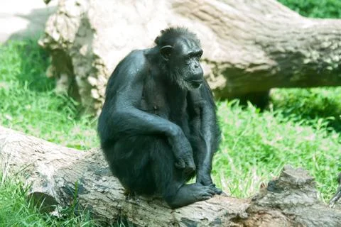 Male silver back gorilla sitting Stock Photos