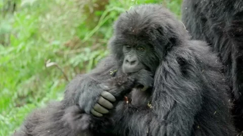 Male silver-back gorilla at the Vallee des Singes in France Video stock 159232000