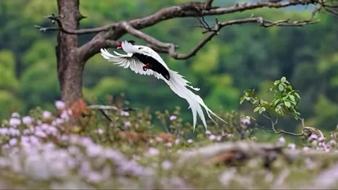 Male silver pheasant in a bamboo forest Stock Footage 335080786