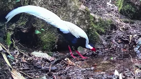 Male silver pheasant in a bamboo forest Stock-Footage 335080822