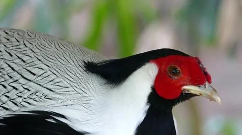 Male silver pheasant Stock Footage 50022766