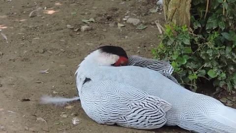 Male silver pheasant resting on the ground with head tucked Stock Footage 346275491