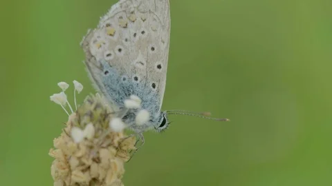 Male Silver-studded Blue CU on plant Stock Footage